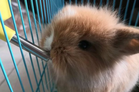 垂耳兔毛長了怎么辦
