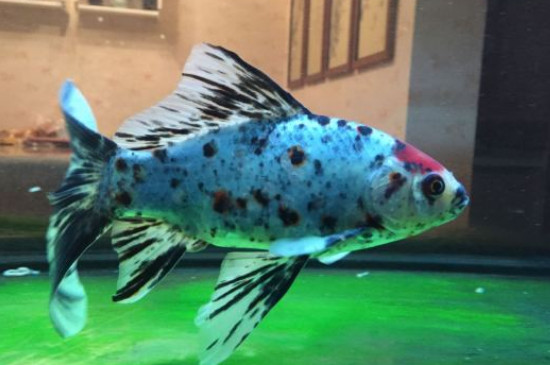 草金魚溫度是多少合適