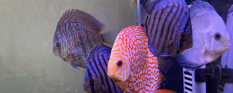 七彩神仙魚怎么分公母