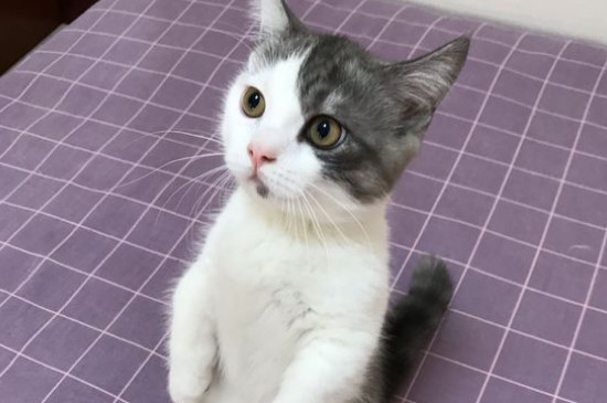 矮腳貓一般多重