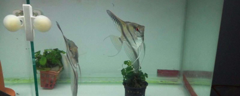 燕魚繁殖正確方法