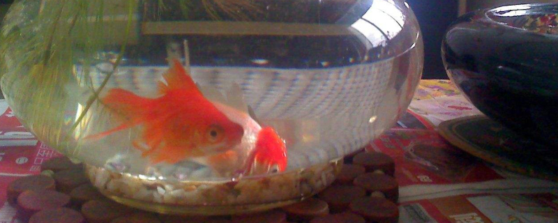 夏天怎么養(yǎng)金魚不會死