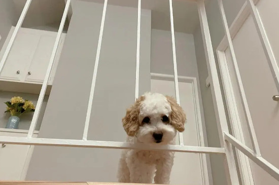 馬爾泰犬是什么