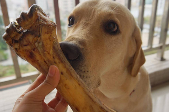 拉布拉多犬訓(xùn)練方法