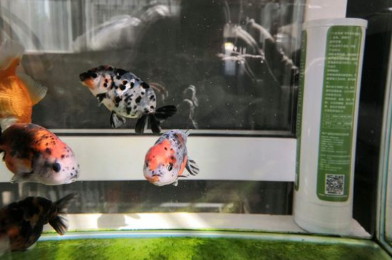 如何養(yǎng)金魚