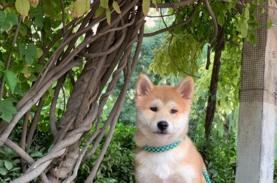 5個(gè)月柴犬咬主人怎么辦