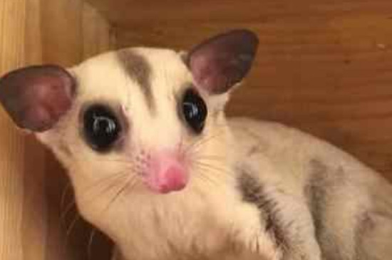 蜜袋鼯臭嗎