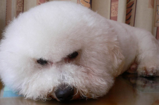 卷毛比熊犬智商排名第幾名，寵物狗比熊智商排行榜