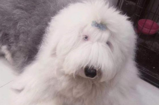 古牧幼犬價(jià)格大概多少錢一只，古牧多少錢一只幼崽