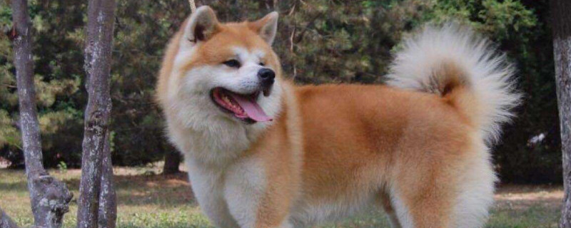 秋田犬為什么那么貴