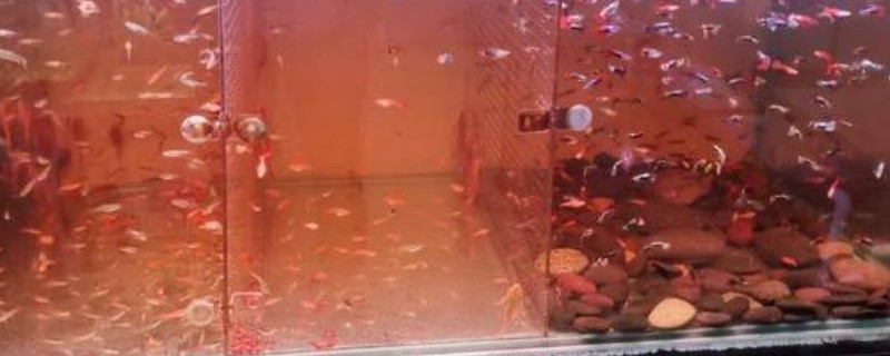 魚缸黃水的原因和處理方法