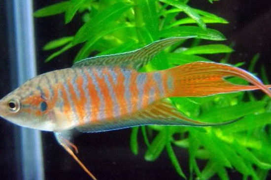斗魚吐泡泡能換水嗎
