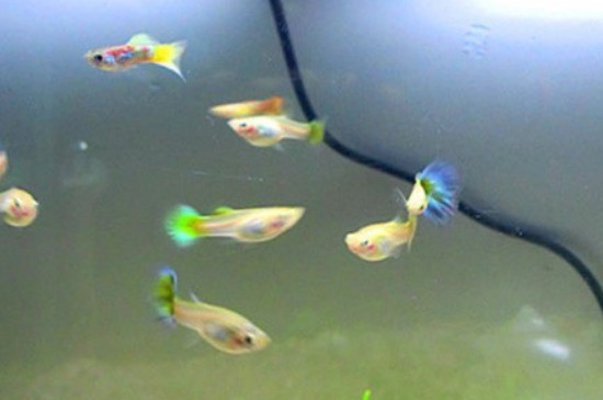 孔雀魚身上有白色絮狀物怎么治