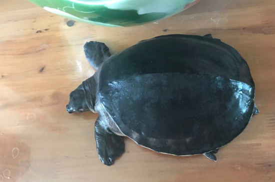 豬鼻龜20cm要長多久