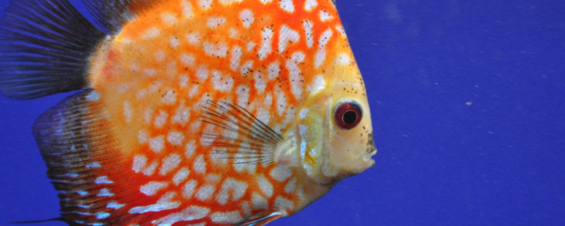 五彩神仙魚如何飼養(yǎng)