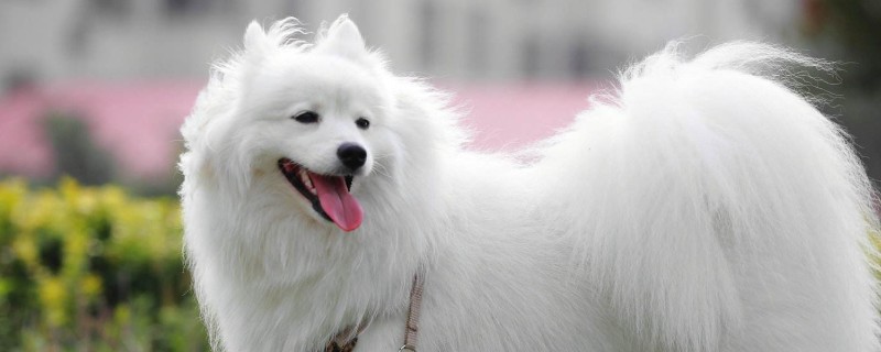 銀狐犬和薩摩的區(qū)別