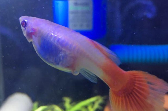 孔雀魚能長多大