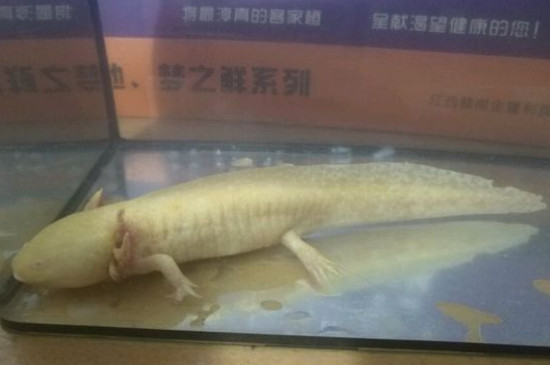 六角龍魚怎么養(yǎng)水深度
