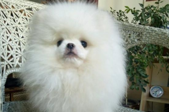 多少溫度博美犬會冷