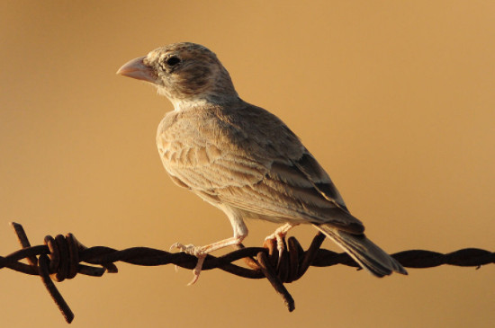 百靈鳥老野公母怎么區(qū)分