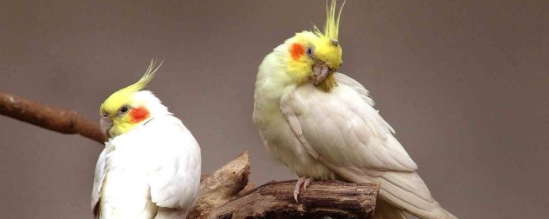 怎么讓鸚鵡信任主人