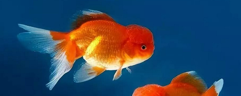 母金魚和公金魚怎么分