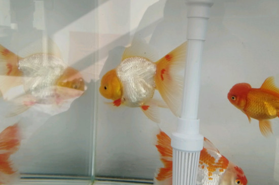 小金魚(yú)怎么養(yǎng)不會(huì)死