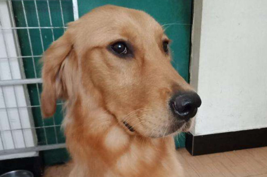 金毛犬性格有什么特點(diǎn)，太興奮活潑什么時(shí)候穩(wěn)定下來(lái)