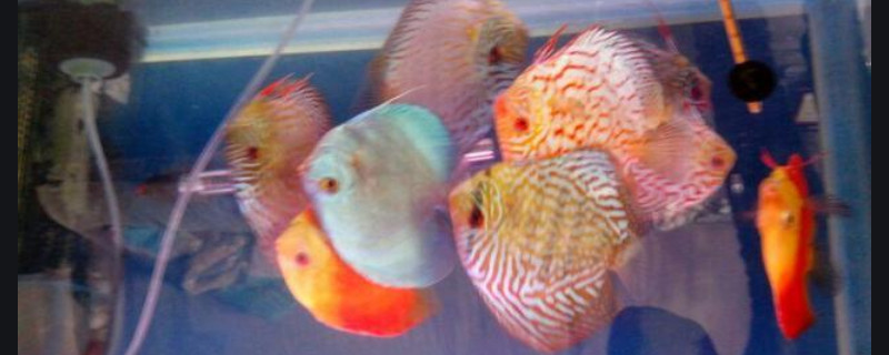七彩神仙魚不吃食身體發(fā)黑什么原因