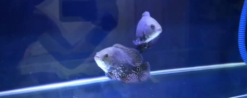 地圖魚吃撐了怎么辦