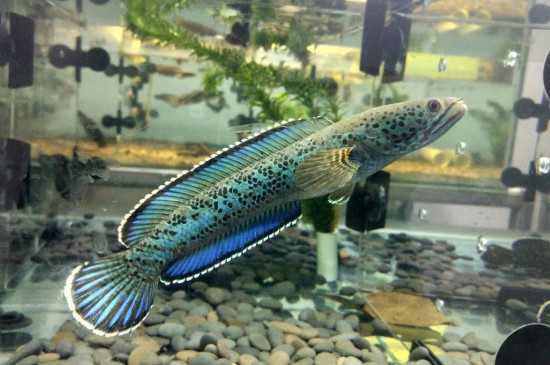 雷龍吃什么食物長得快，雷龍魚主食飼料的選擇方法
