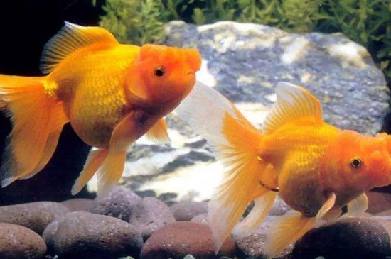 金魚好養(yǎng)嗎，養(yǎng)金魚的注意事項