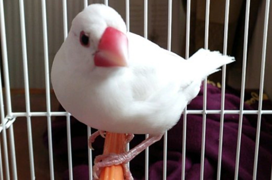 白文鳥怎么訓練
