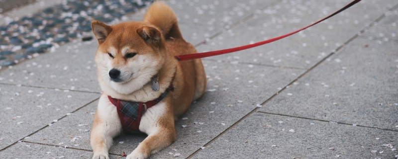 柴犬什么時候開始聽話