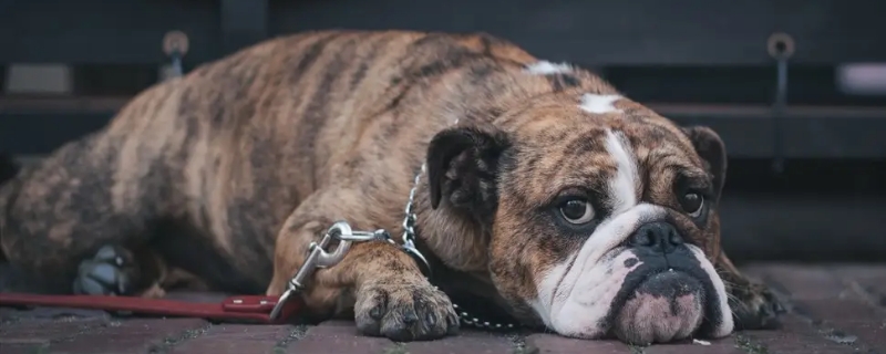 巴哥犬為什么容易死