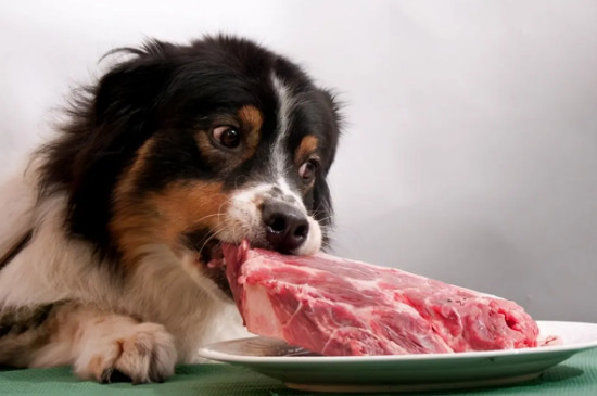 狗狗可以吃清水煮牛肉嗎