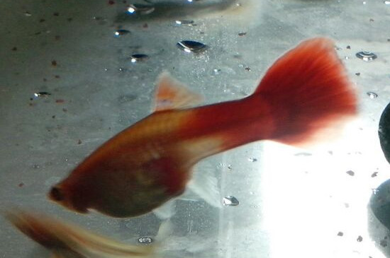 孔雀魚不打氧能活多久