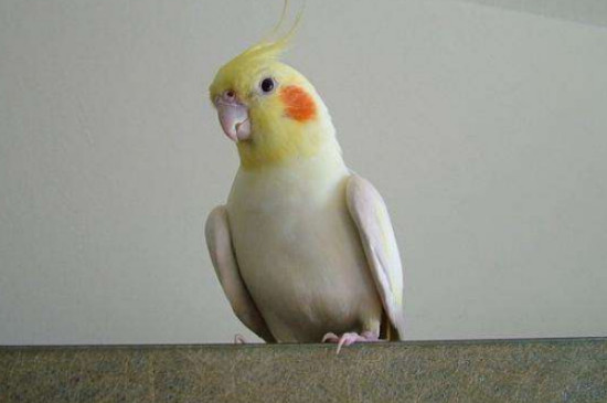 玄鳳鸚鵡不吃東西怎么辦