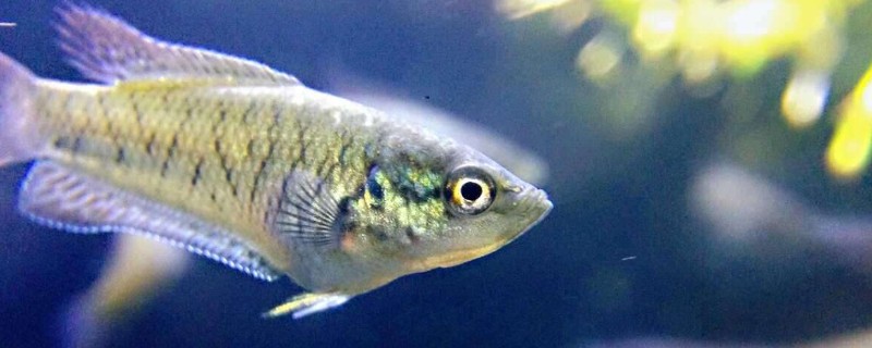 小斗魚繁殖后怎樣護(hù)理