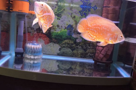 養(yǎng)地圖魚需要多大魚缸