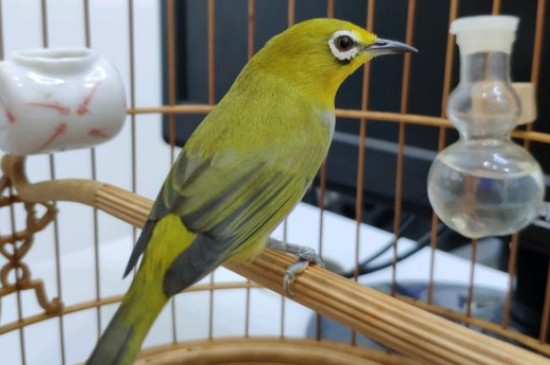 繡眼鳥怎么養(yǎng)能大叫，怎么讓繡眼鳥開口大叫