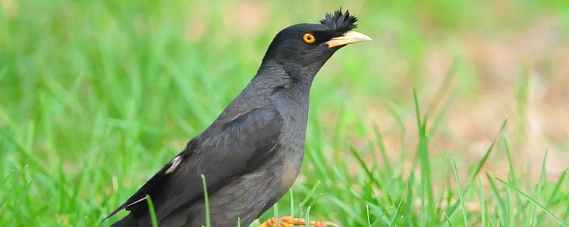 怎么養(yǎng)八哥鳥才粘人