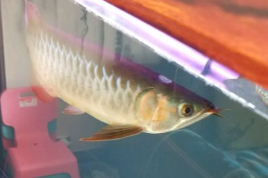 紅龍魚(yú)不紅發(fā)黃為什么