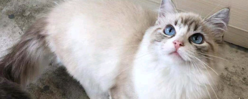 飼養(yǎng)布偶貓要注意什么