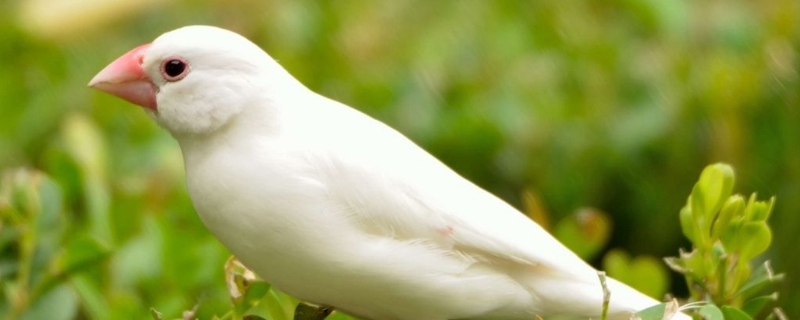 怎樣給文鳥洗澡