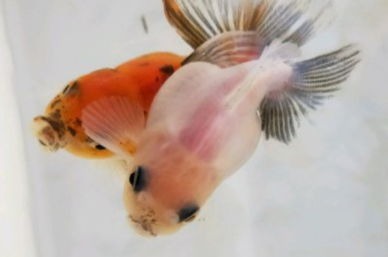 金魚黑斑怎么治療