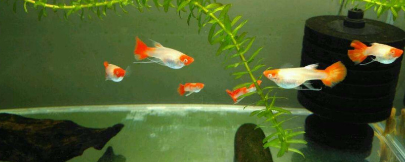 孔雀魚搖頭擺尾怎么回事