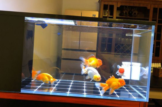 金魚吃什么