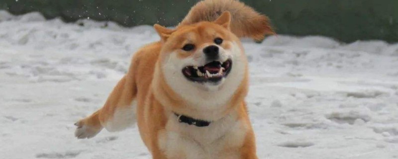柴犬怕冷嗎