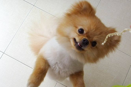 博美兩個月怎么照顧